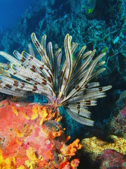 The amazing and mysterious underwater world of Indonesia, North Sulawesi, Bunaken Island, crinoid