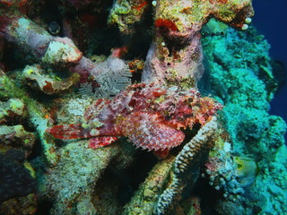 Naklejka na ściany i meble The amazing and mysterious underwater world of Indonesia, North Sulawesi, Bunaken Island, scorpionfish
