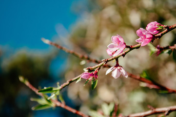 Fresh cherry blossom on its branch in spring season