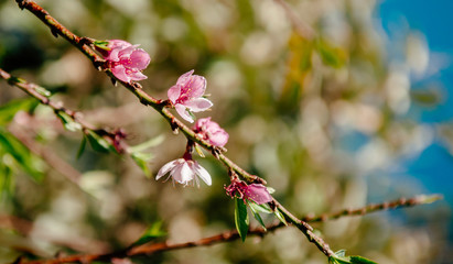 Fresh cherry blossom on its branch in spring season