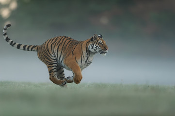 Fototapeta na wymiar Running tiger on morning green field. Side view to dangerous animal. Tiger profil in agressive run. Siberian tiger