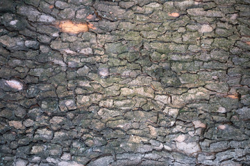Background, texture of wooden bark