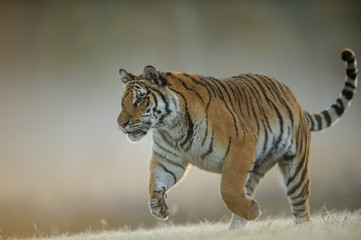 Fototapeta na wymiar Amur tiger when hunting from closeup view. Dangerous animal, taiga Russia. Siberian tiger, Panthera tigris altaica.