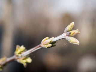 Swollen buds on a branch of a poplar, selected focus, close up