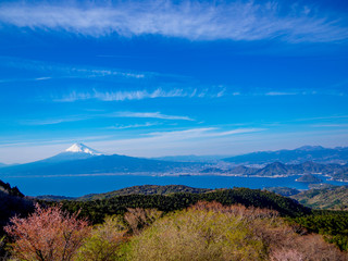 【静岡県伊豆半島】春の達磨山高原から見る富士山【だるま山周辺】