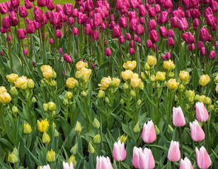 colorful tulips flowers blooming in a garden