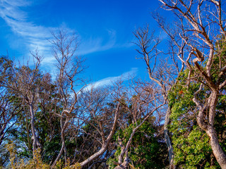 【伊豆半島】春のだるま山高原風景【伊豆山稜線歩道・灌木】