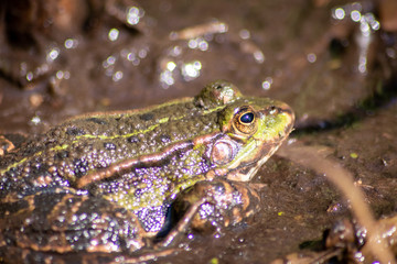 Braun-grüner Frosch sonnt sich im Morgenlicht vor der Insektenjagd