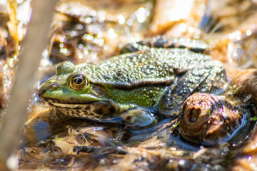 Braun-grüner Frosch sonnt sich im Morgenlicht vor der Insektenjagd