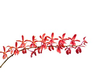 A beautiful bouquet red Thai orchid blossom in botanical garden on white isolated background 