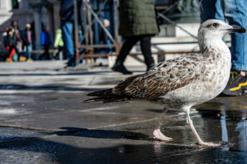 duck in water in san marco's square
