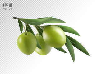 Green olive branch isolated on transparent background as package design composition. Photo-realistic vector, 3d