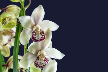 Fototapeta na wymiar Blossoms of Cymbidium orchid. Hybrid exotic Japanese garden flowers, tropical orchid in full bloom.