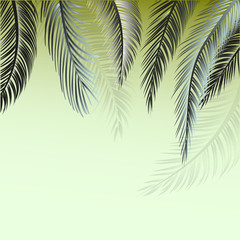 Fototapeta na wymiar Branches of palm tree leaves. Postcard template for your design.