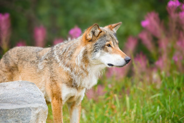 Large Male Wolf Standing On Field In Forest