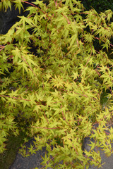 young leaves of japanese maple / イロハモミジの新緑（トップビュー）