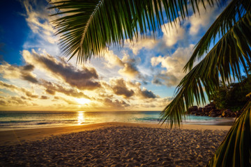 Sunset through a palm leaf on paradise beach 2