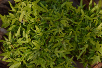 young leaves of ivy (Hedera helix) / 新緑のアイビー（ヘデラ・ヘリックス）