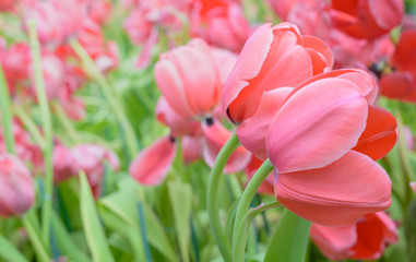 Fototapeta premium Beautiful Tulips Flower in Garden.,Nature background.