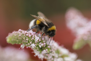 Hummel auf einer Blüte