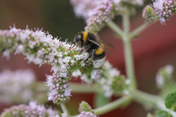 Hummel auf weißer Blüte