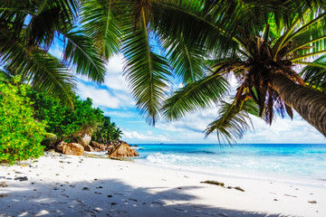 Palm trees on paradise beach at anse patates, la digue, seychelles 3
