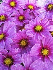 Beautiful fresh blooming pink cosmos flowers texture for background