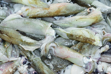 Squids background in fish market