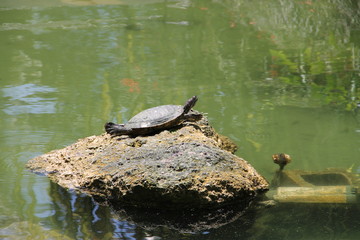 Turtle sunbathing on a stone.