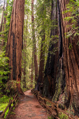 Road between sequoias