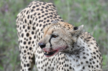 Cheetah mit blutiger Schnauze