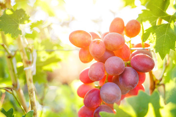 Ripe purple grapes on vines in sunbeams