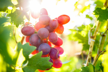 Ripe purple grapes on vines in sunbeams