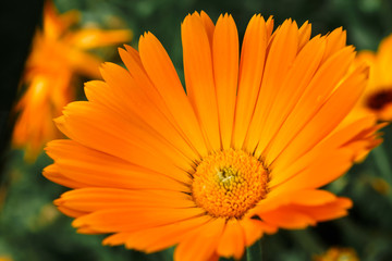 Orange calendula flower, calendula officinalis. Flower with rain water drops