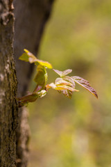 Spring sprouts, yellow-green，Tree bud