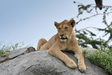 Löwen in der Serengeti