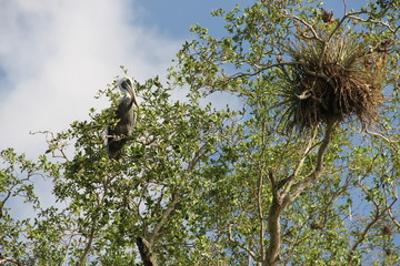 The Pelican is sitting on a tropical tree.