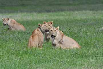 Fototapeta na wymiar Löwen in der Serengeti