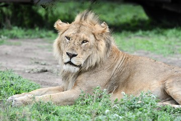 Obraz na płótnie Canvas Löwen in der Serengeti
