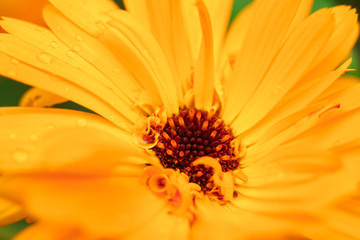 Orange calendula flower, calendula officinalis. Flower with rain water drops