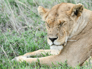 Löwen in der Serengeti