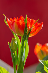 Rote Tulpe in Nahaufnahme