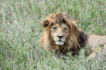 Obraz na płótnie Canvas Löwen in der Serengeti