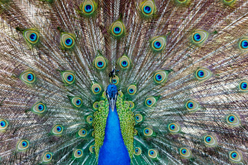 Obraz premium Amazing peacock during his exhibition