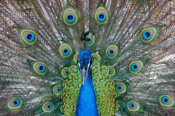 Obraz premium Amazing peacock during his exhibition