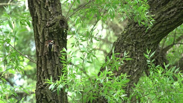 The woodpecker is feeding his chicks