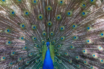 Obraz premium Amazing peacock during his exhibition