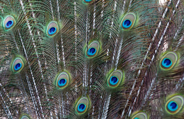 Obraz premium Amazing peacock during his exhibition