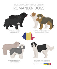 Obraz premium Dogs by country of origin. Romanian dog breeds. Shepherds, hunting, herding, toy, working and service dogs set