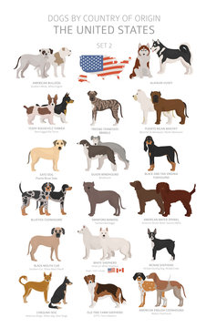 Dogs by country of origin. Dog breeds from the United states of America. Shepherds, hunting, herding, toy, working and service dogs  set